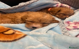 Cavapoo dogs for sale: Adorable toy Cavapoo pups apricot or fox red  - Image 36
