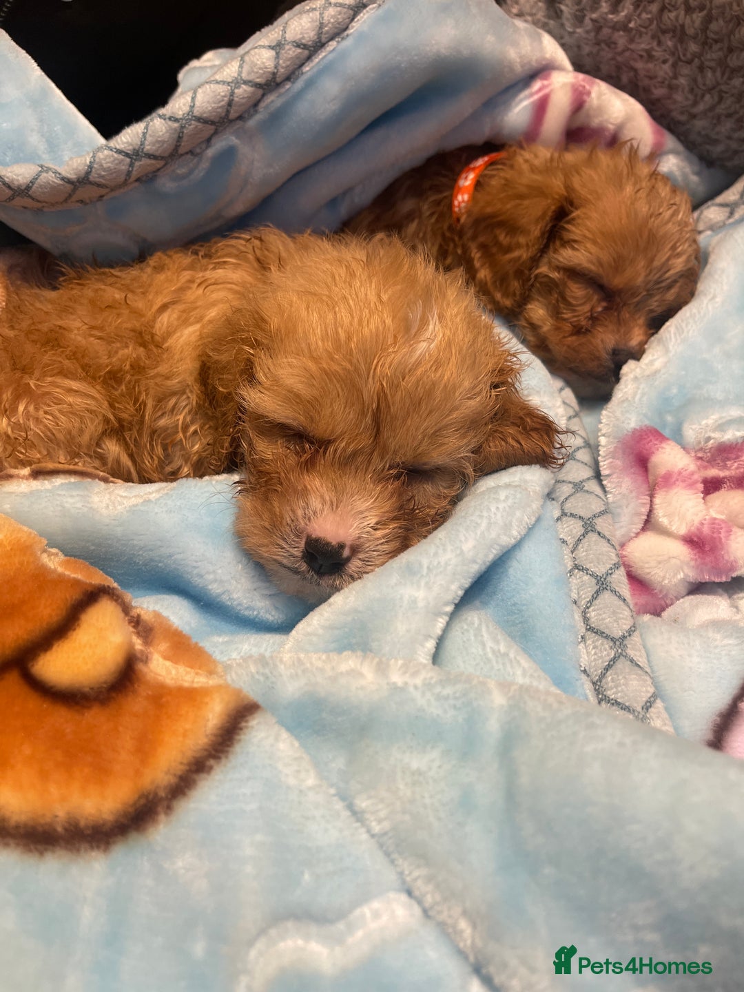 Cavapoo dogs for sale: Adorable toy Cavapoo pups apricot or fox red  - Image 36