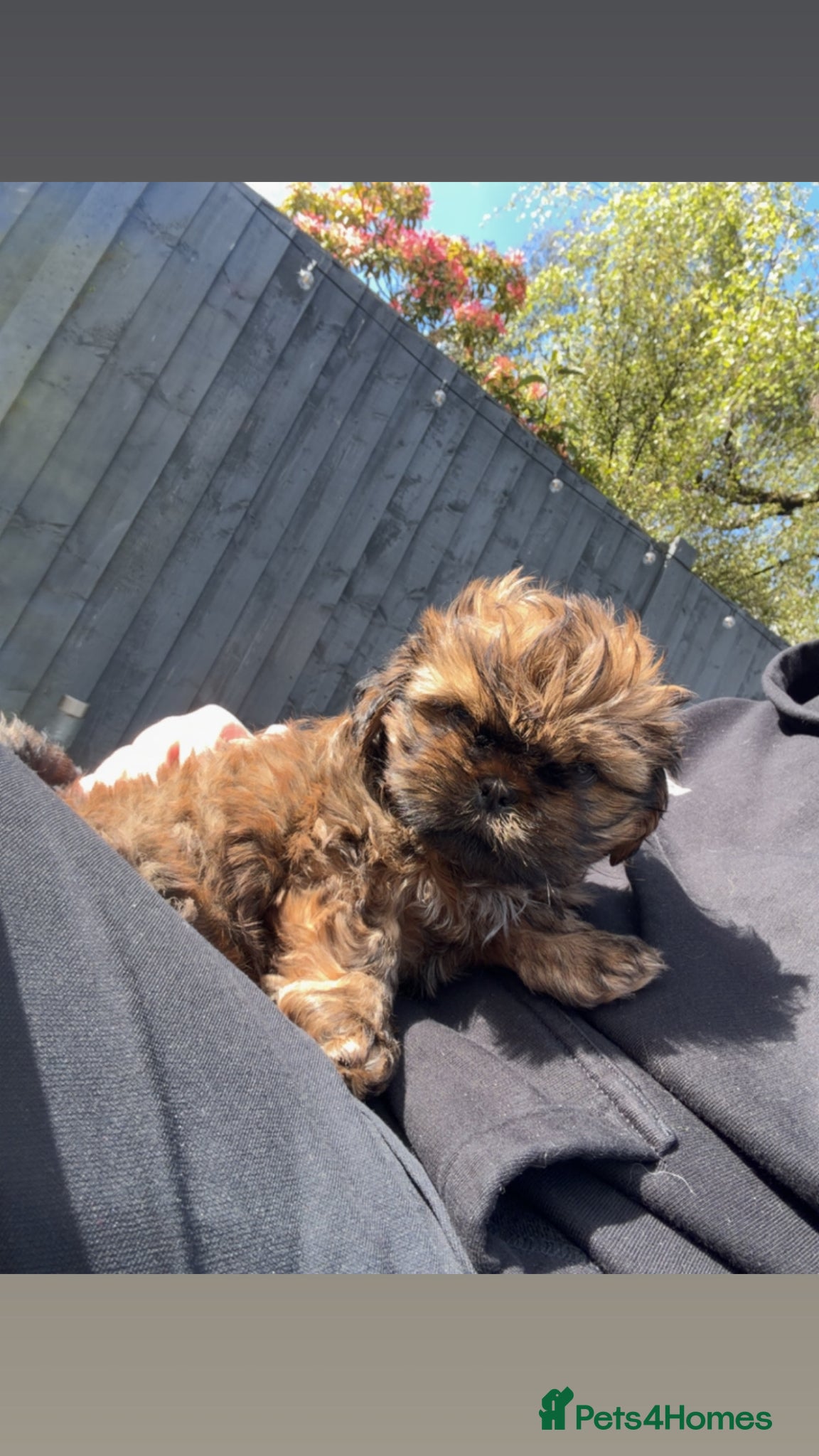 Shih Tzu dogs Shih Tzu male puppy last one remaining  - Advert 1