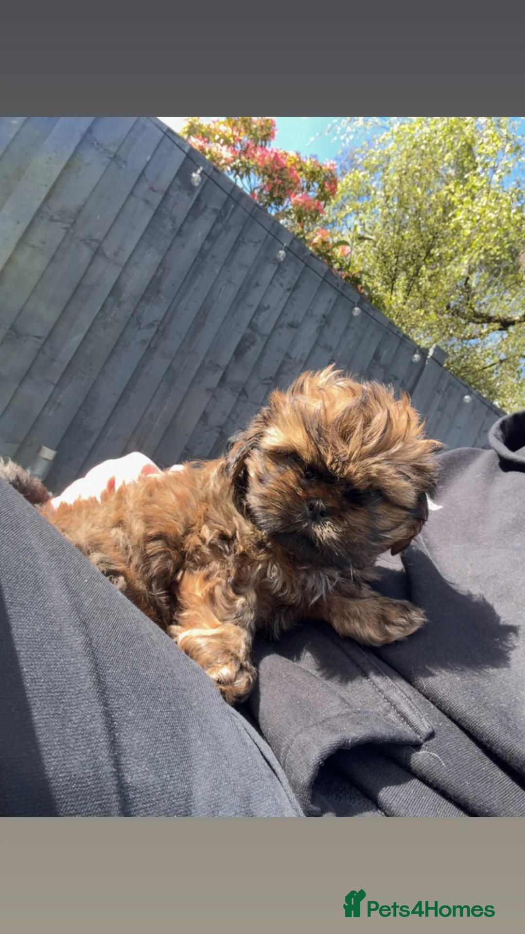 Shih Tzu dogs for sale: Shih Tzu male puppy last one remaining  - Advert 1