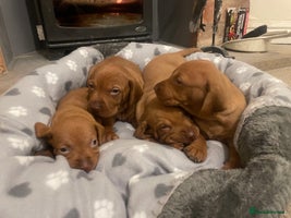 Hungarian Vizsla dogs 4 KC registered Hungarian Vizla Puppies for sale - Advert 1