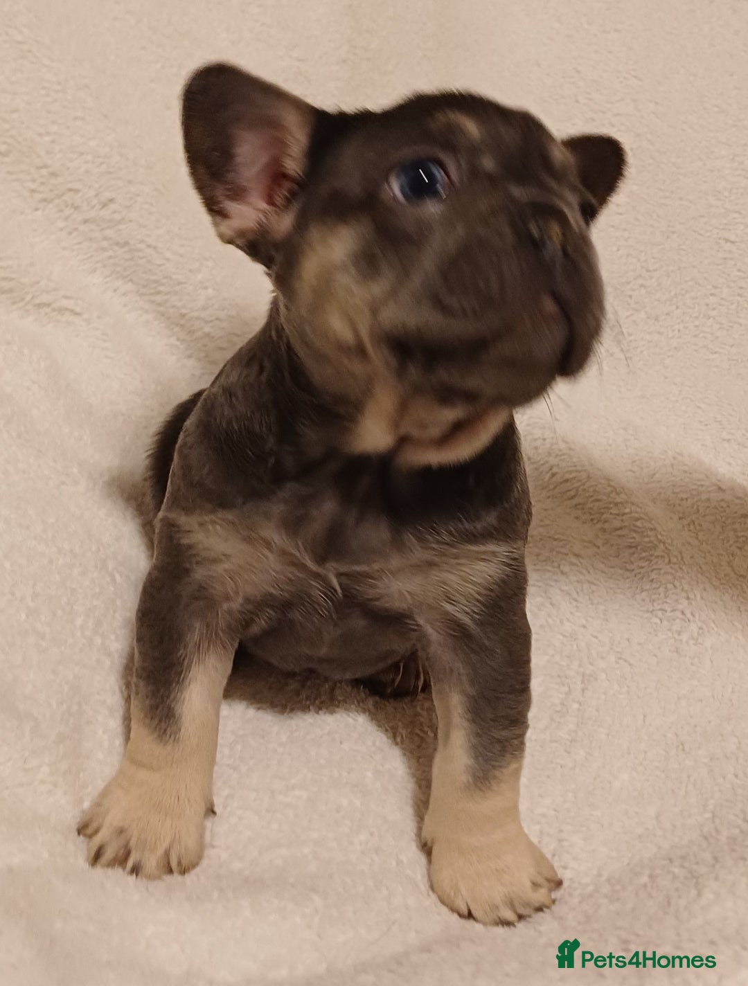 French Bulldog dogs for sale: Beautiful litter of amazing babies  - Advert 3
