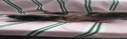 Mixed Breed dogs for sale: Pekingese cross yorkie poo puppies  - Advert 21