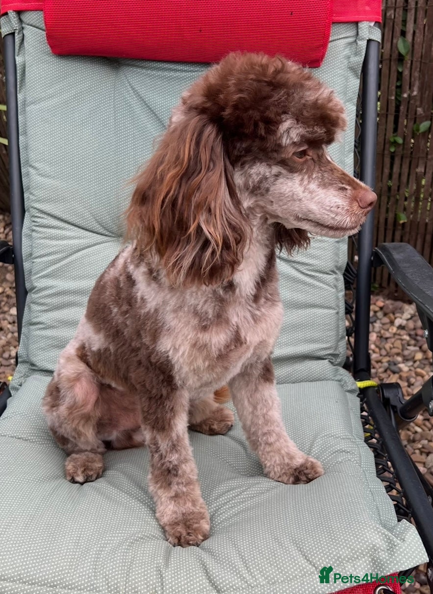 Toy Poodle dogs STUNNING Health Tested Toy Poodle for STUD - Advert 3