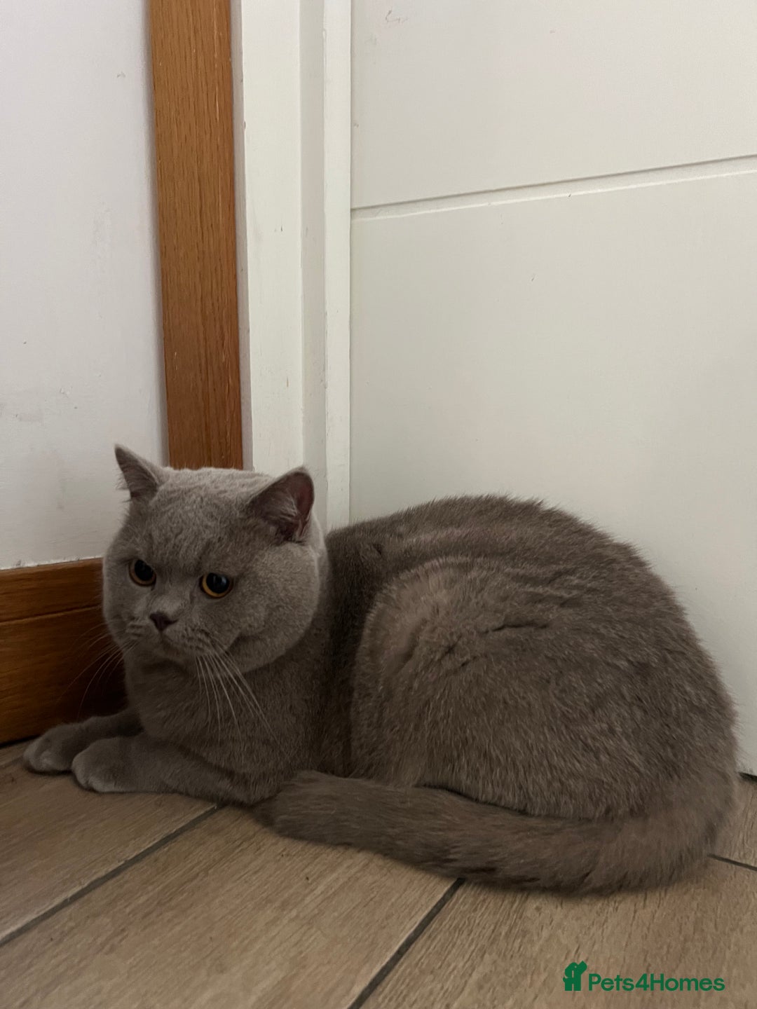British Shorthair cats for sale: BSH Male - Advert 3
