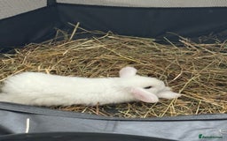 Dwarf Lop rabbits for sale: Dwarf lop fluffy baby bunnies - Image 18