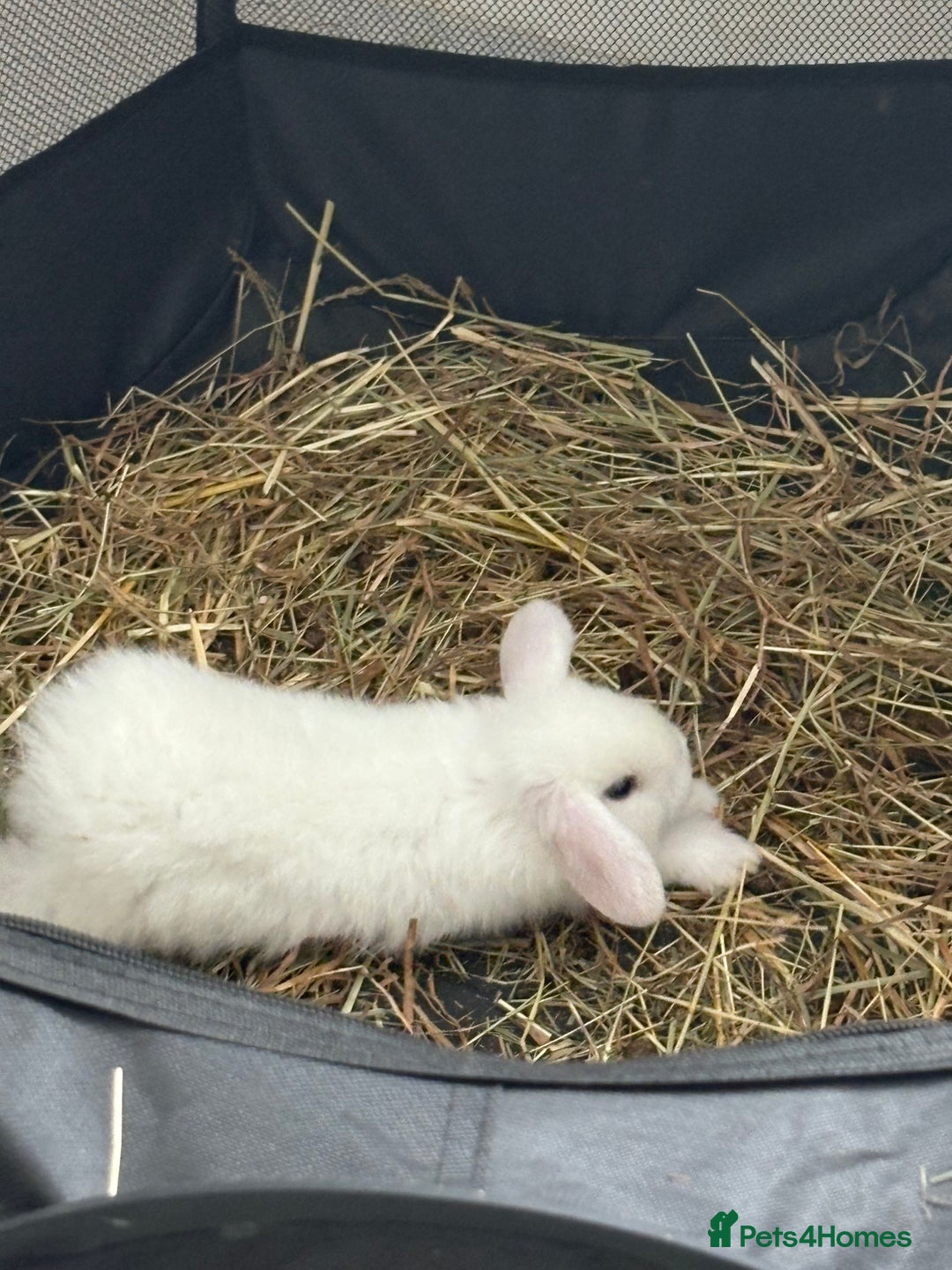 Dwarf Lop rabbits for sale: Dwarf lop fluffy baby bunnies - Image 18