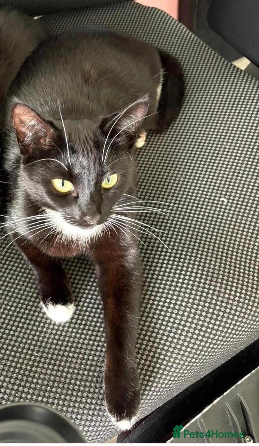 Domestic Shorthair cats for sale: Black and white cat  - Image 2