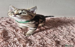 Mixed Breed cats for sale: 6 Beautiful Kittens British Shorthair Calico Cross - Image 24