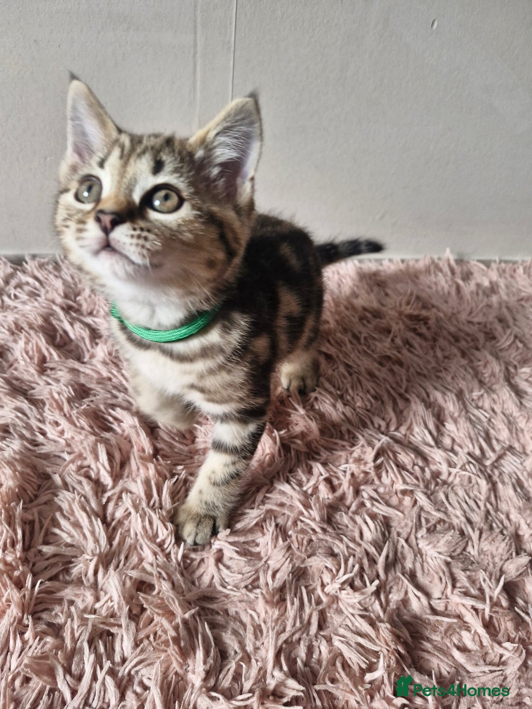 Mixed Breed cats for sale: 6 Beautiful Kittens British Shorthair Calico Cross - Image 24