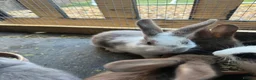 Mixed Breed rabbits for sale: 6 beautiful bunnies ✨✨ - Advert 4
