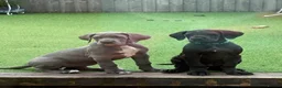 Great Dane dogs for sale: Blue & Black KC registered Great Dane Pups - Advert 1