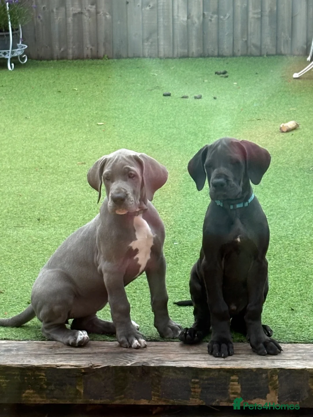 Great Dane dogs for sale: Blue & Black KC registered Great Dane Pups - Advert 1