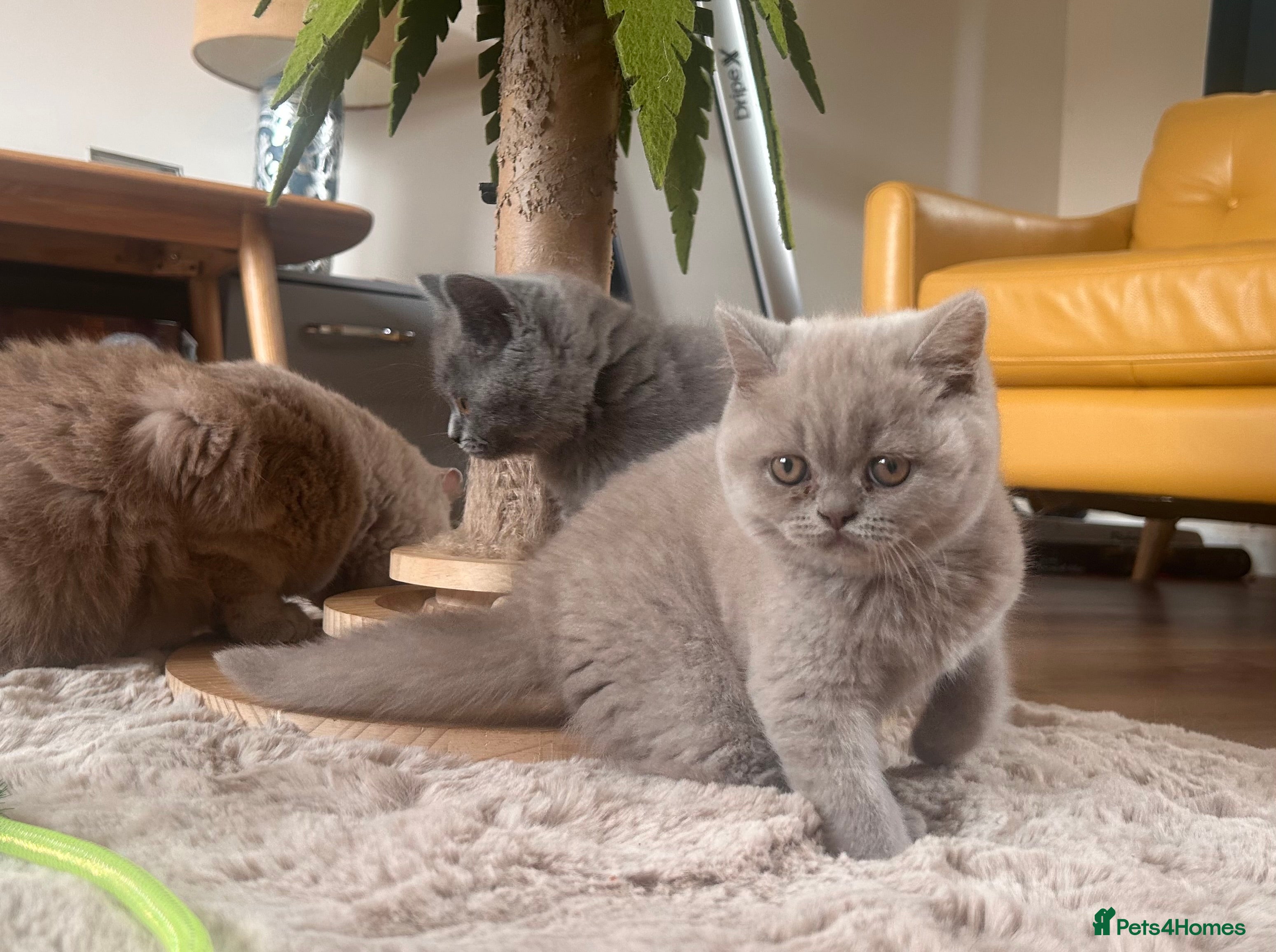 British Shorthair cats Tica registered British Shorthair Kittens  - Advert 2