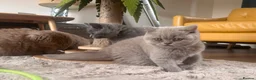 British Shorthair cats for sale: Tica registered British Shorthair Kittens  - Advert 2