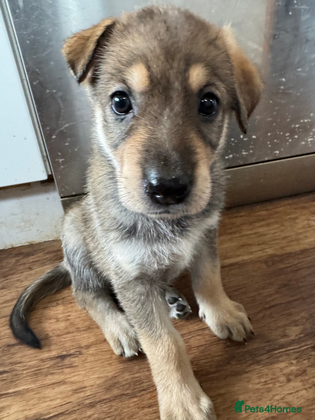 Mixed Breed dogs for sale: Beautiful Inca & handsome Nanuq PUPDATE x4 - Image 30