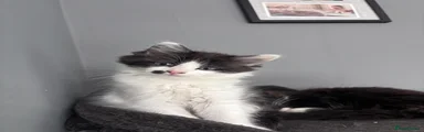 Kitty1