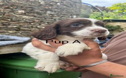 English Springer Spaniel dogs for sale: KC REG English Springer Spaniel - Image 2