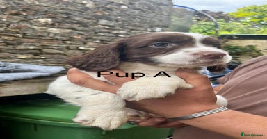English Springer Spaniel dogs - Advert 2