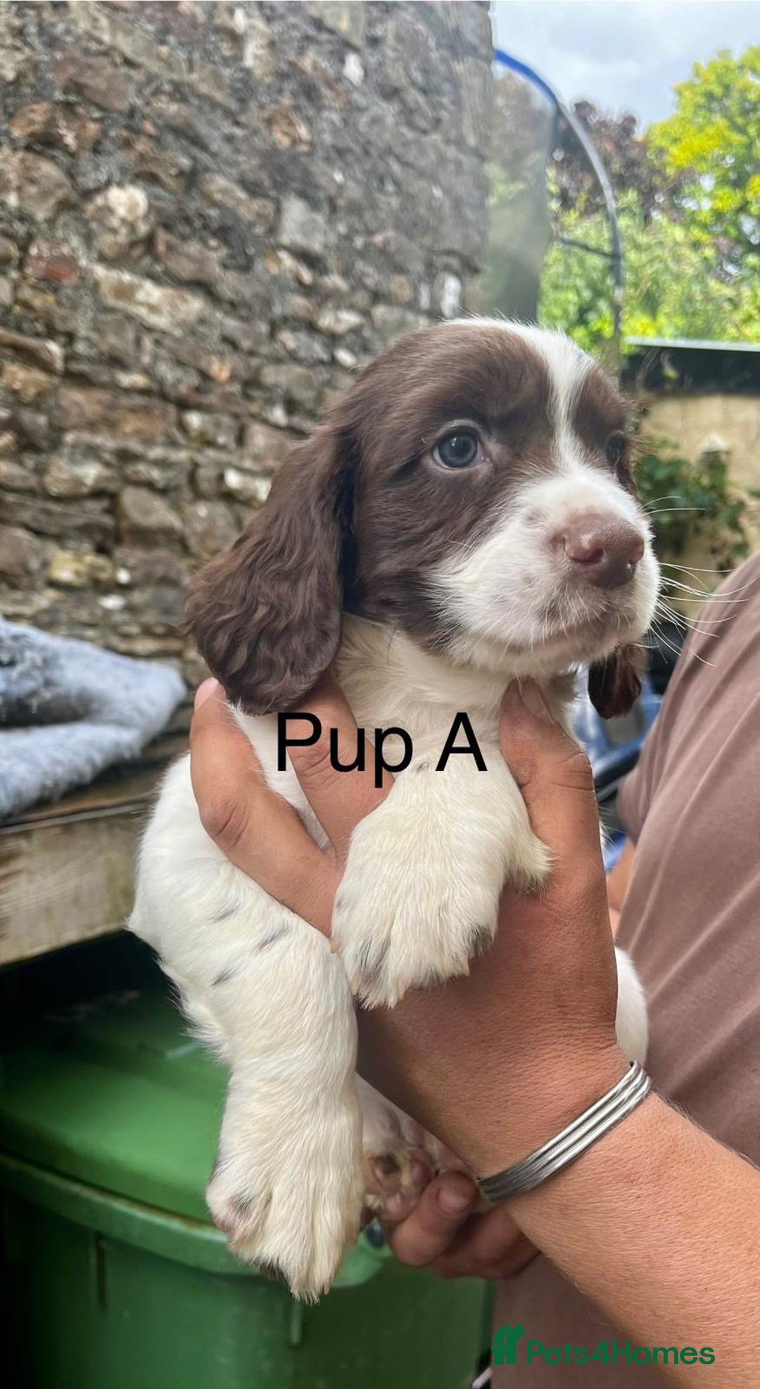 English Springer Spaniel dogs for sale: KC REG English Springer Spaniel - Image 2