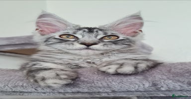Maine Coon cats - Advert 8