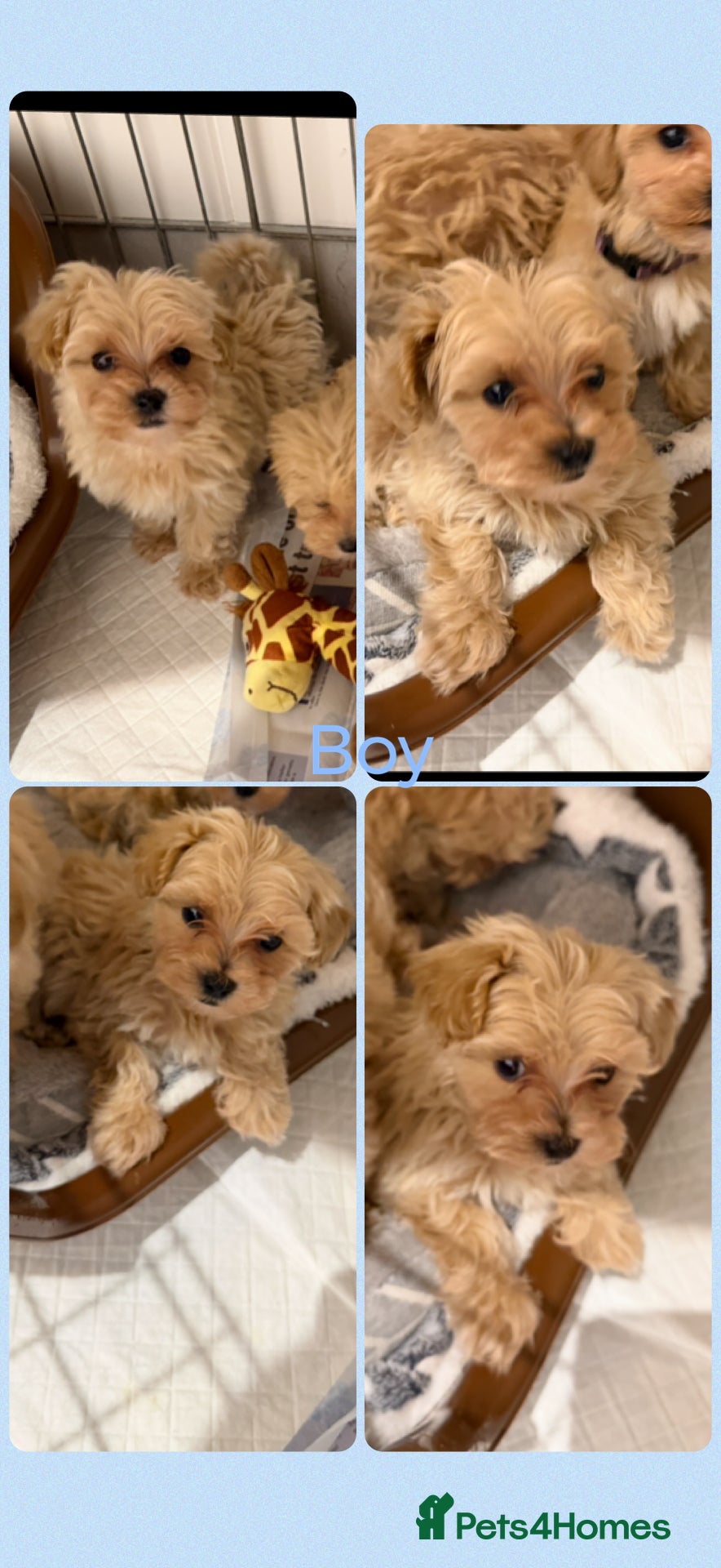 Maltipoo dogs F1 Maltipoo Puppies  - Advert 11