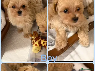 Maltipoo dogs F1 Maltipoo Puppies - Advert 11