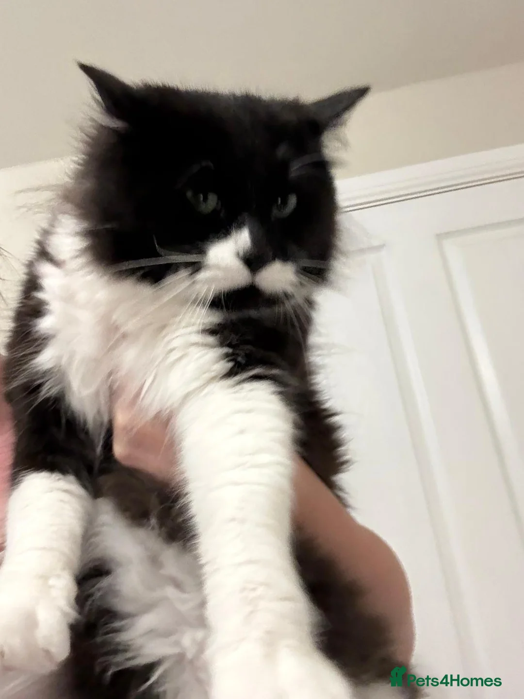 Mixed Breed cats for sale: Rag doll cross boy in Warrington - Advert 2