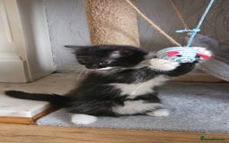 Mixed Breed cats for sale: 4 adorable kittens — 2 boys girls and 2 girls. - Image 29