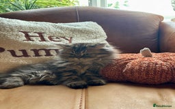 Persian cats for sale: Beautiful Pedigree Persians  - Image 5