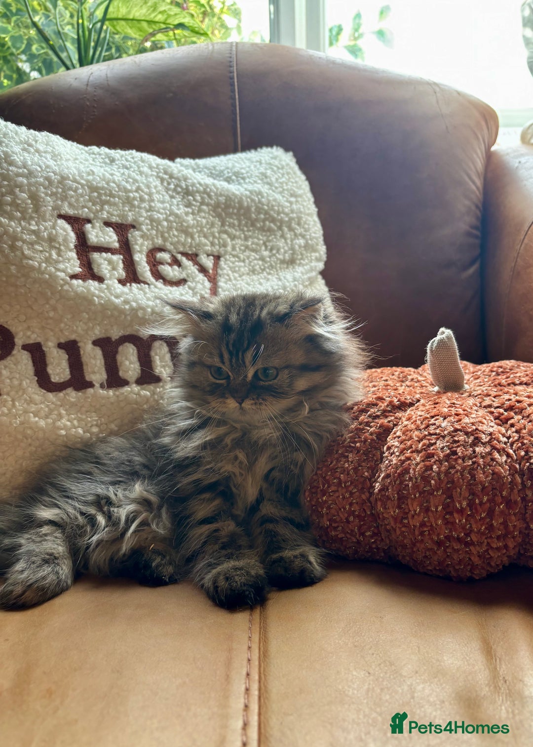 Persian cats for sale: Beautiful Pedigree Persians  - Image 5