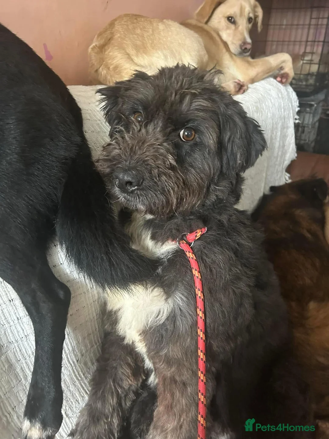 Mixed Breed dogs for adoption: Colby - Norwich Norfolk  in Norwich - Advert 10