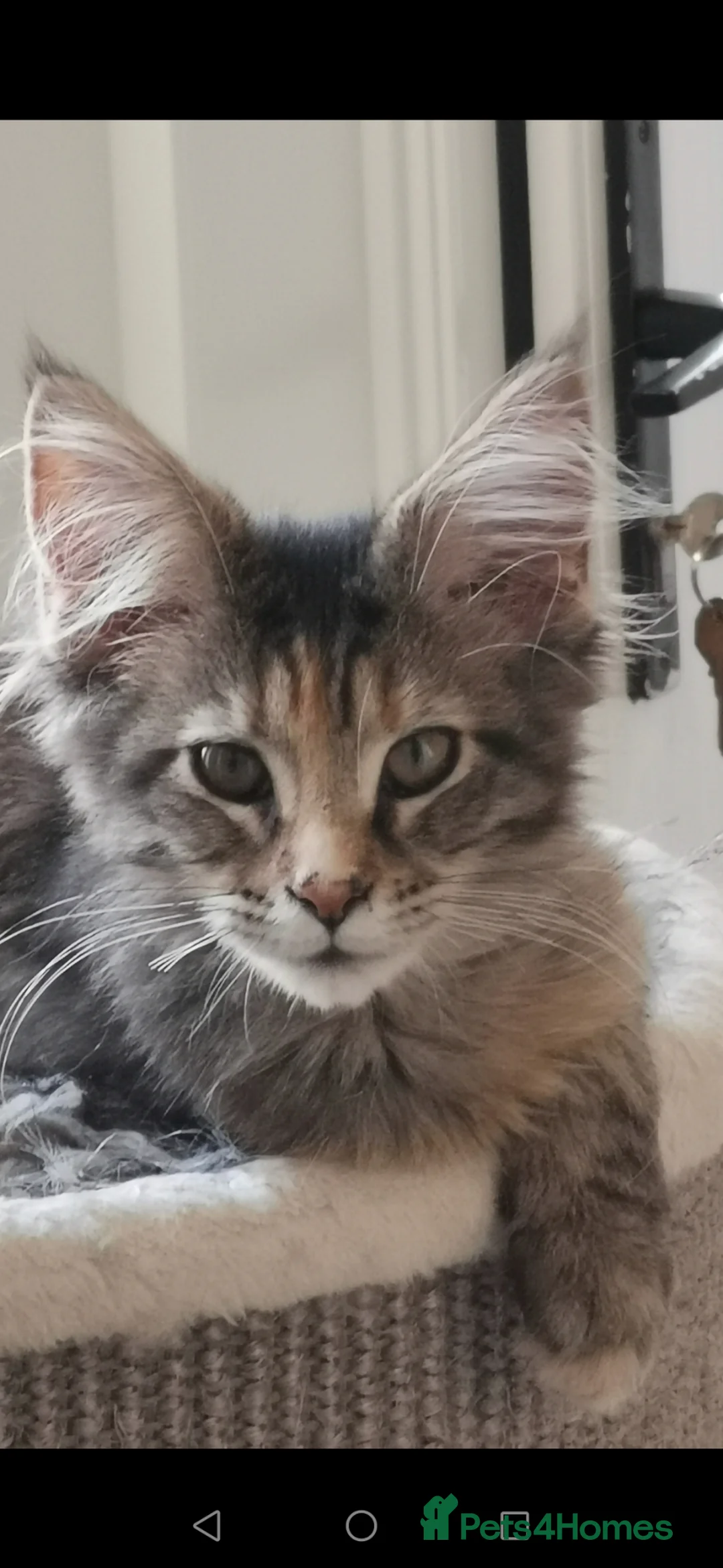 Maine Coon cats for sale: Pedigree Maine coon kittens for sale  - Advert 6