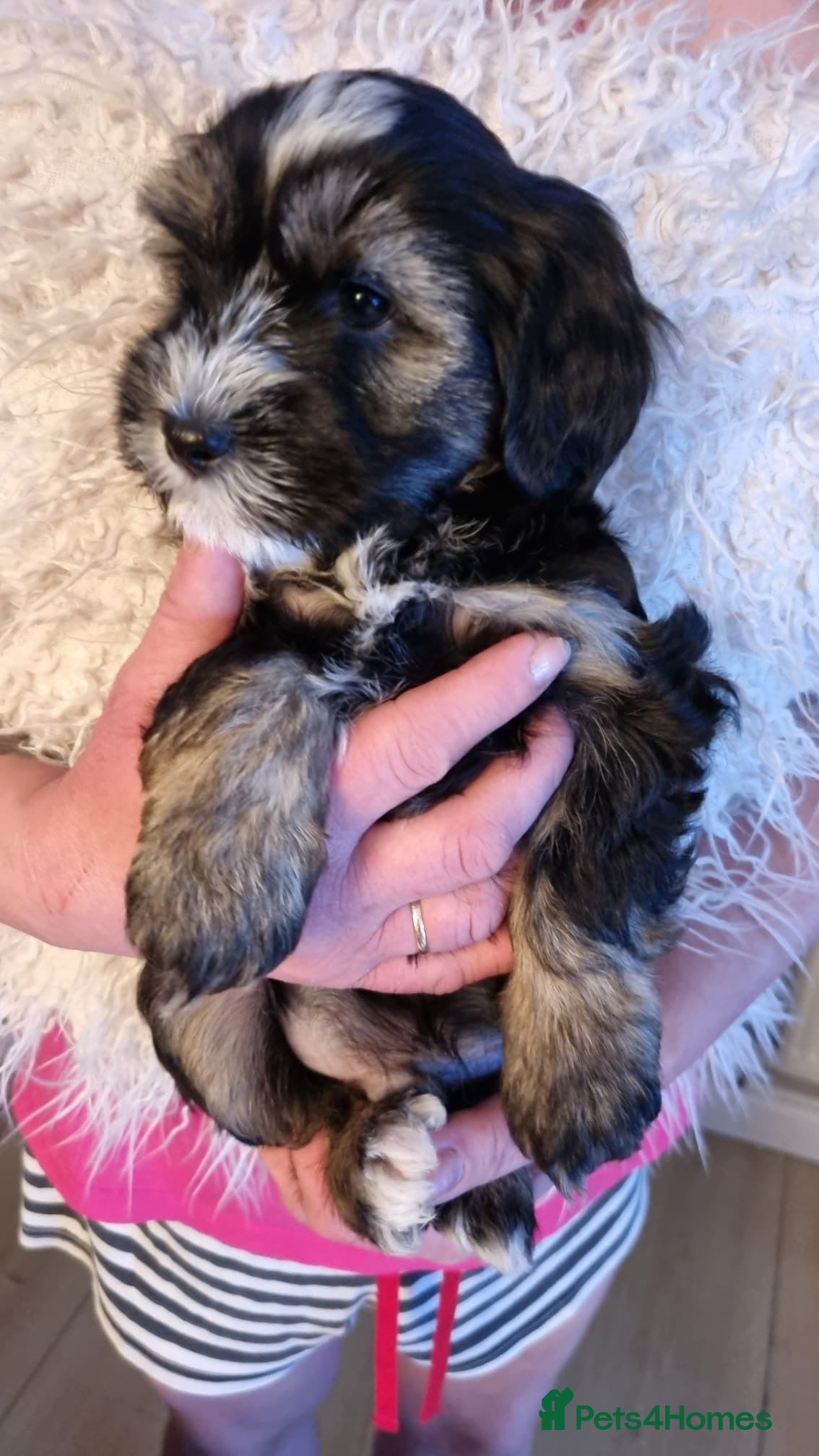 Tibetan Terrier dogs Last  BOY Stunning Tibetan Terrier Puppies ! - Advert 1