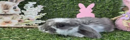 Mini Lop rabbits for sale: Mini lop babies for sale - Advert 11
