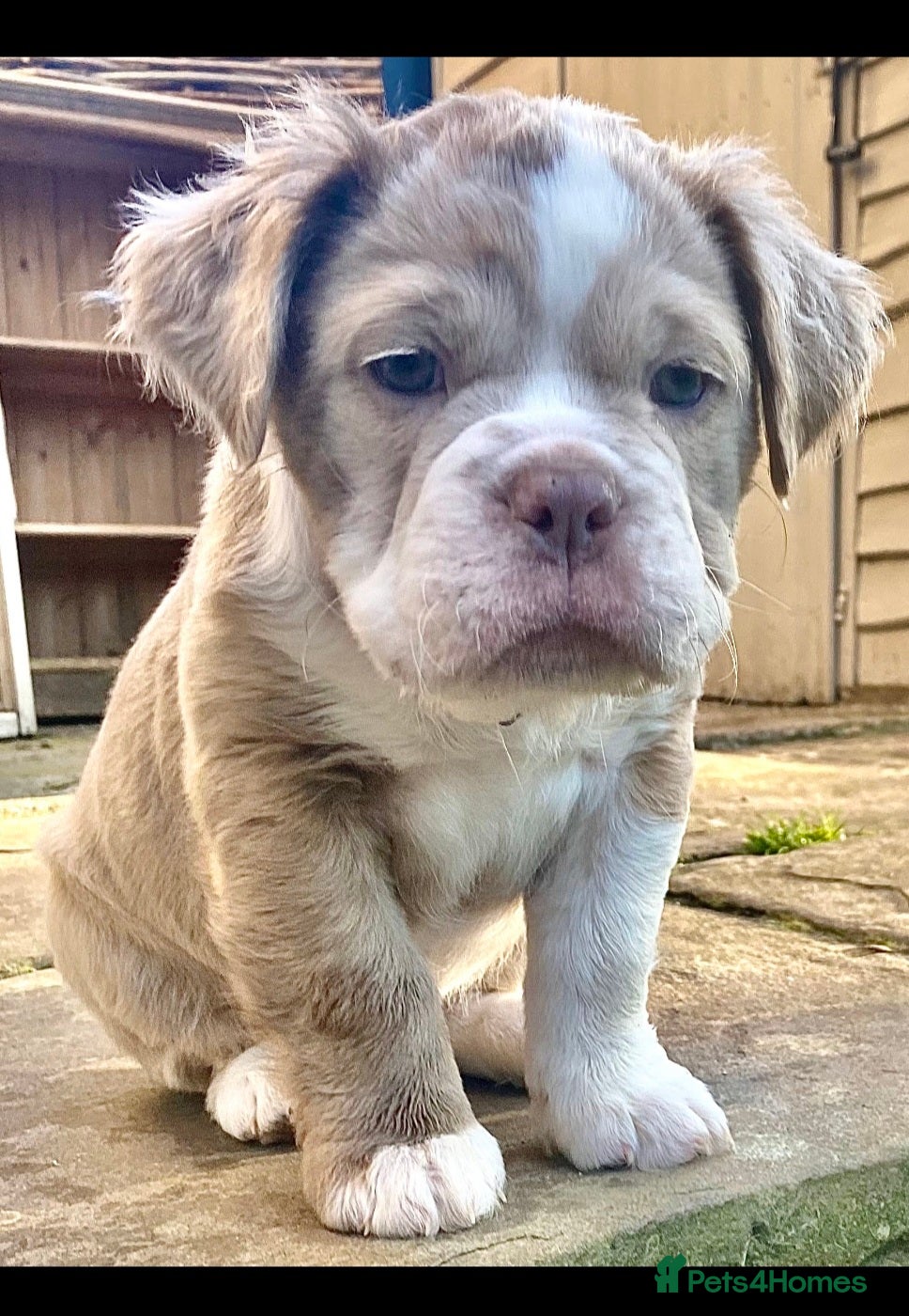 Olde English Bulldogge dogs Mammut : Fluffy Olde English Bulldog puppies. - Advert 1