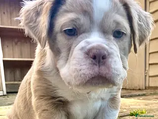 Olde English Bulldogge dogs Mammut : Fluffy Olde English Bulldog puppies. - Advert 1
