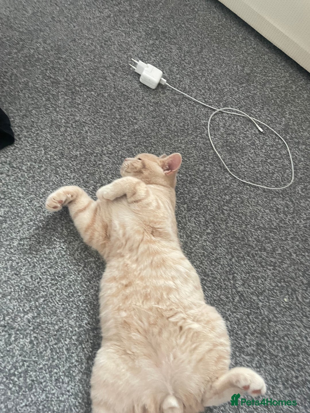 British Shorthair cats for sale: British shorthair cat - Advert 11