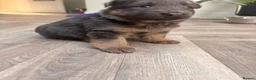 German Shepherd dogs for sale: Blue/Tan Puppies  in Dartford - Advert 34