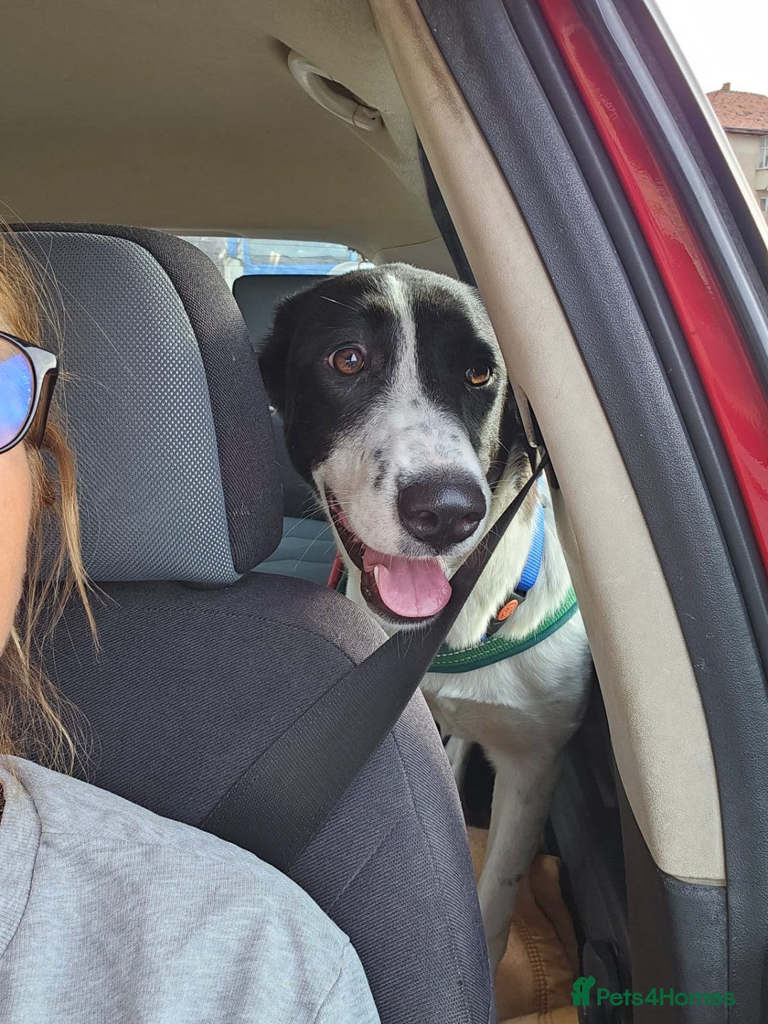 Mixed Breed dogs for adoption: 🐾 Meet Nala 🐾 - a loyal girl - for a Loving Home - Advert 18