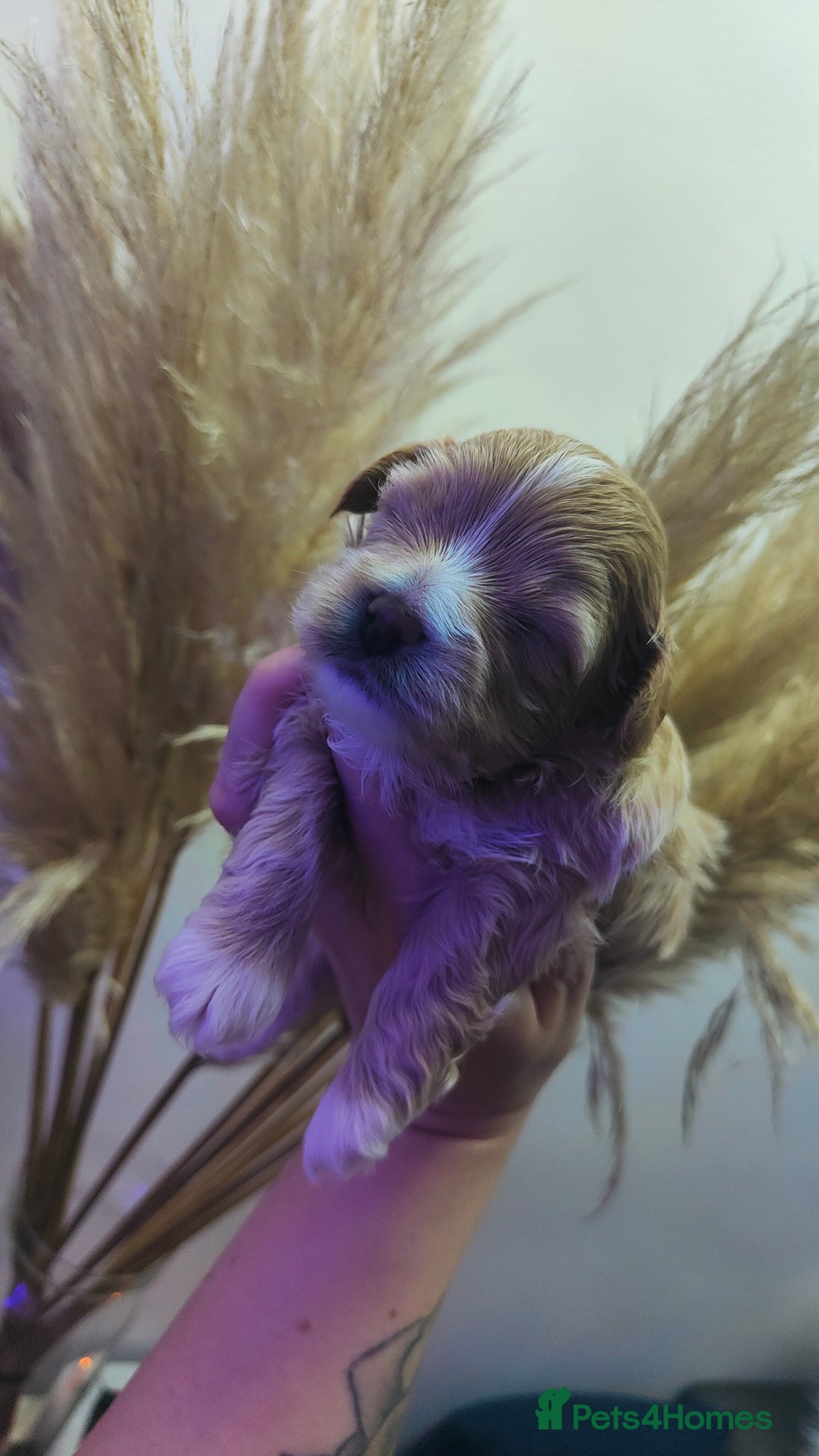 Maltipoo dogs for sale: F1 Tiny Maltipoo Puppies  - Advert 23