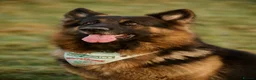 German Shepherd dogs for stud: Long haired german shepherd for stud - Advert 12