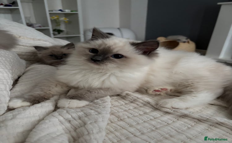 Ragdoll cats - Advert 15
