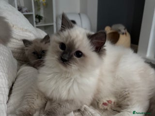 Ragdoll cats - Advert 11