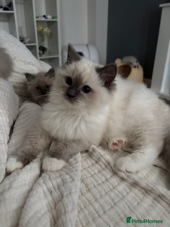 Ragdoll cats - Advert 3