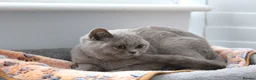 British Shorthair cats for sale: British Shorthair Lilac & Grey Blue Cute Kittens  - Advert 14