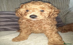 Toy Poodle dogs for sale: KC Registered gorgeous Red Toy Poodle Puppies - Image 4