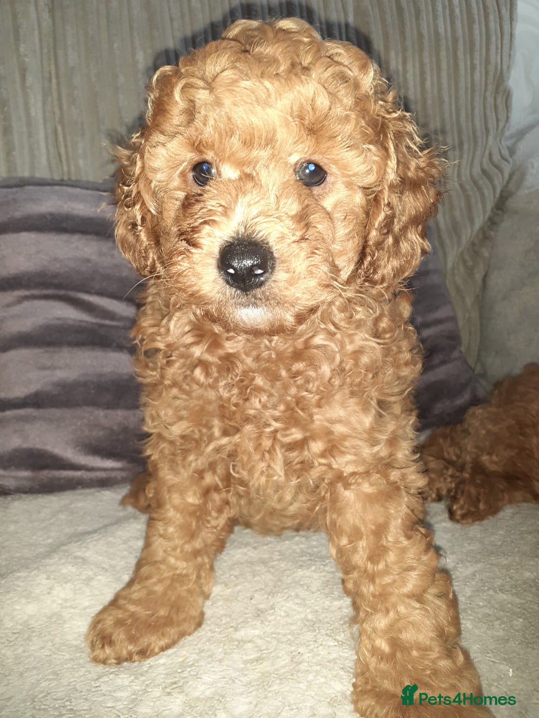 Toy Poodle dogs for sale: KC Registered gorgeous Red Toy Poodle Puppies - Image 4