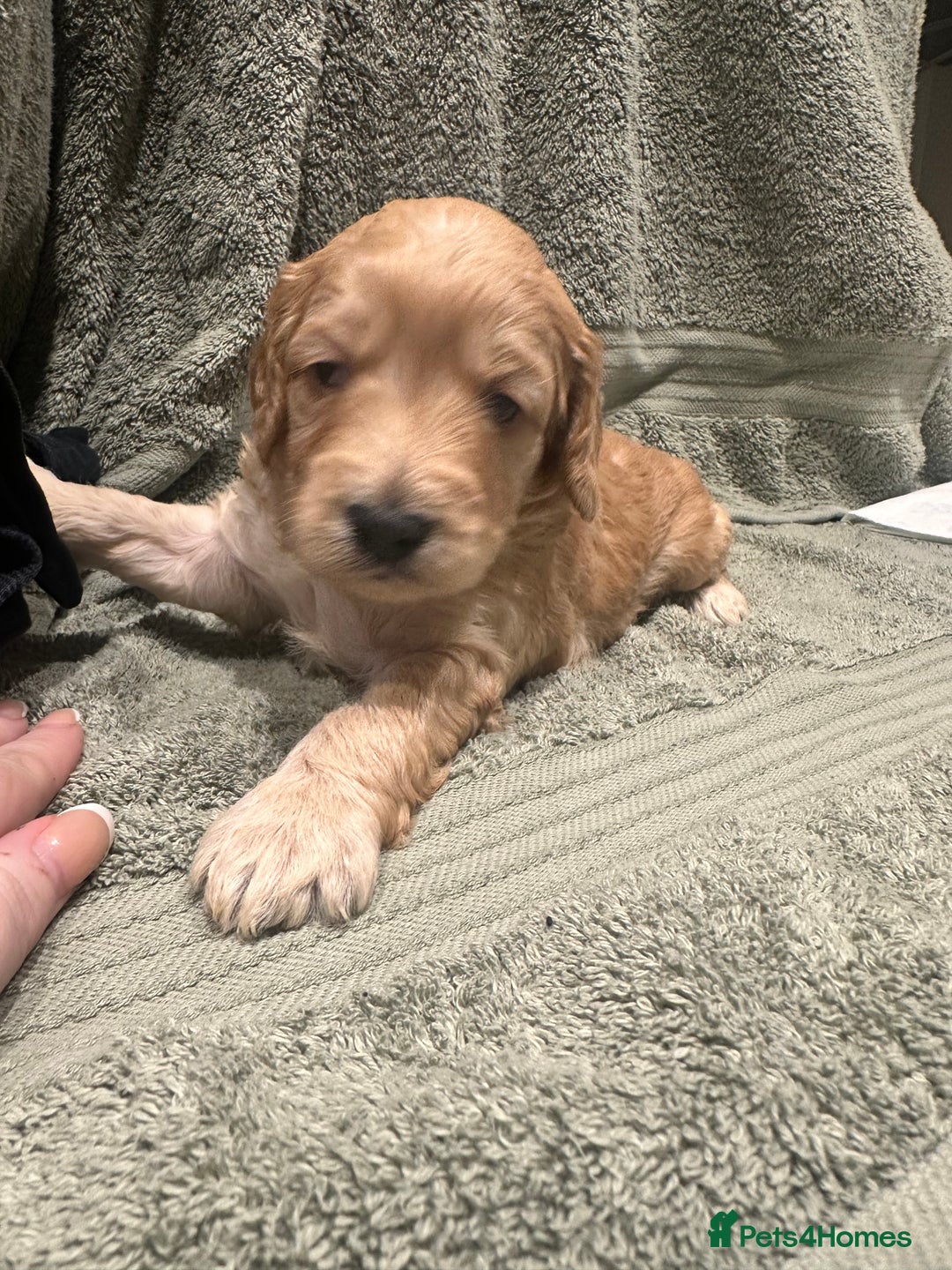 Cockapoo dogs for sale: Beautiful tiny cockapoos!  - Image 15