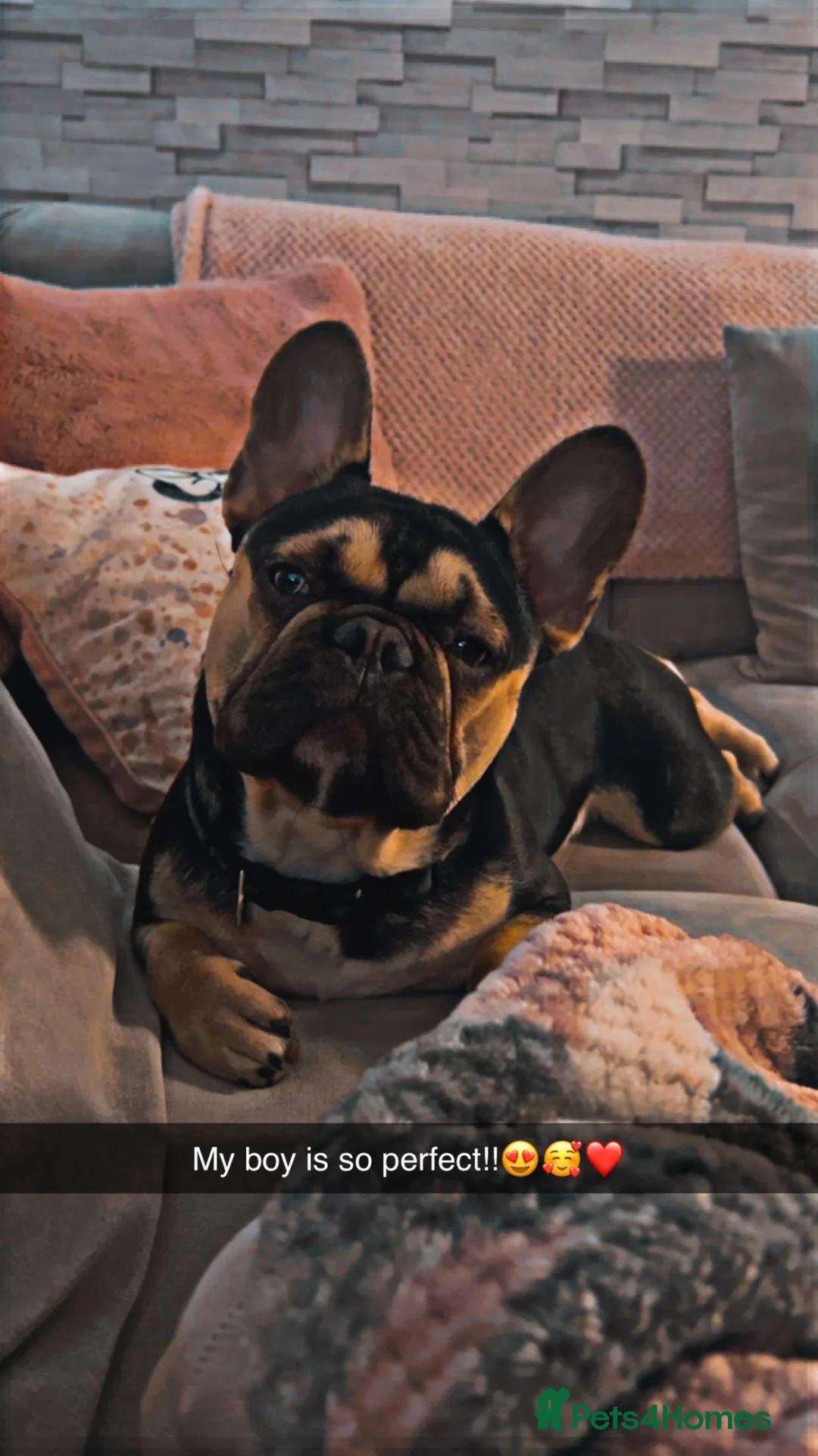 Mixed Breed dogs for sale: Beautiful DDB x Frenchie puppies  in Barnsley - Advert 2